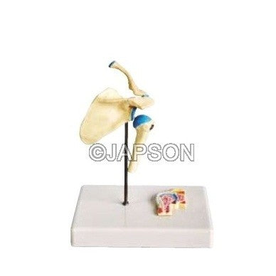 Human Shoulder Joint Model, Functional Human Shoulder Joint Model, Functional